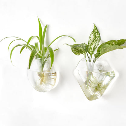 Mkono Wall Planter Propagation Stations Hanging Glass Terrariums Vase Container for Propagating Hydroponic Plants Flowers Home Office Living Room Bathroom Garden Decor, 3 Pack(Plants not Included)