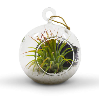 WGV Hanging Terrarium Globe, Width 3", Height 4", DIY Air Succulent Planter, Clear Glass Vase Orb with Flat Bottom, Candle Holder for Windowsill Outdoor Garden Decor, 1 Piece