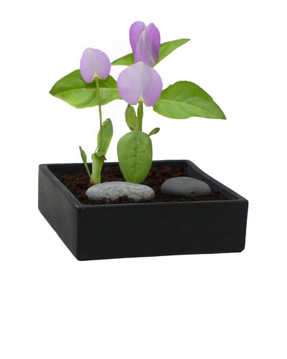 WGVI Black Square Ceramic Vase, Width 10", Height 4", Elegant Morden Short Square Pan Floral Succulent Planter Terrarium Pot Container Tabletop for Accent Home Decor 1 Piece