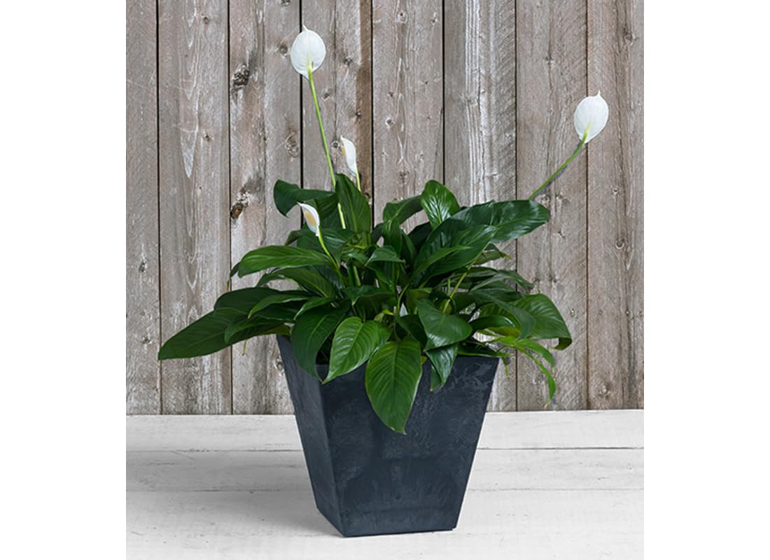ArtStone Root & Vessel, Black, 35128 Ella Square Planter, 12, Inch