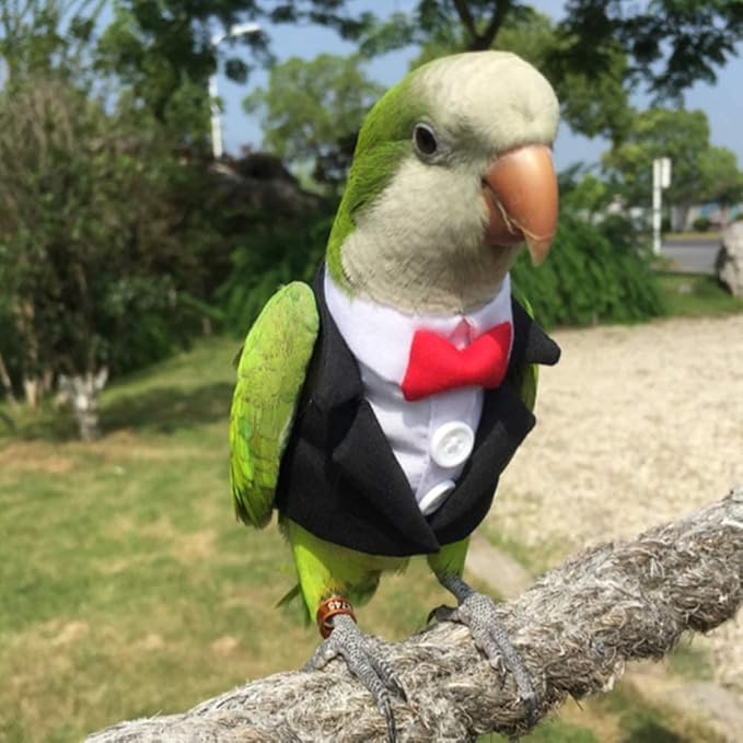 Bird Clothes Birds Flight Suit,Tuxedo Business Suit for Parrots African Greys Parakeet Cockatiel Sun Conure Christmas Party Birthday Cosplay Photo Prop Small Animals Apparel (2XL,Black Suit)