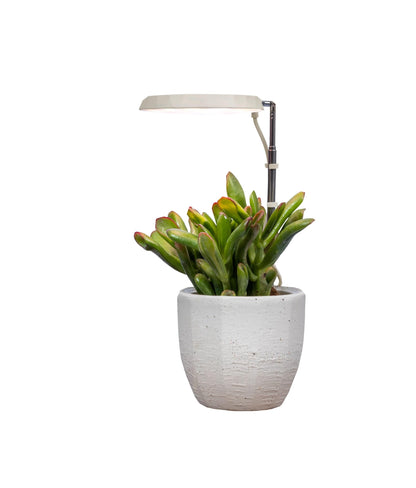 AeroGarden Stem Grow Light for Indoor Plants, Grow Live Plants Anywhere in The Home, Adjustable Light Modes, Cream