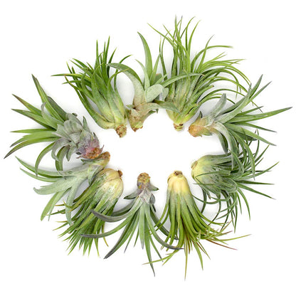 5.75" Puppy Dog Shaped Glass Terrarium Kit with Live Tillandsia Air Plant and Bright Colored Reindeer Moss (Light Green)