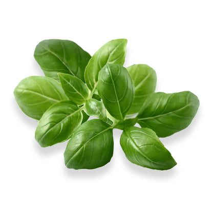 Genovese Basil - Complete Seed Pod Plugs with Plant Food - 10 Pods for Hyrdoponic Gardens, Click and Grow, Lettuce Grow and Outdoor Gardens