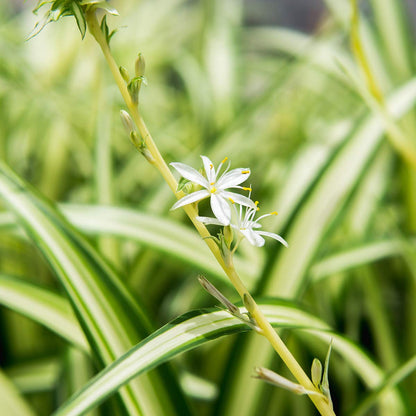 Perfect Plants Spider Plant in 8in. Hanging Basket | Live Houseplant for Indoor Growing | Easy to Care for & Keep Alive | Beautiful Green & White Variegated Leaves