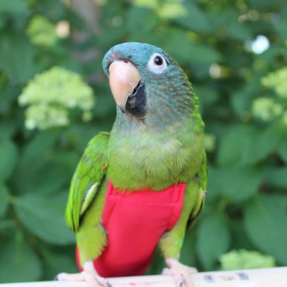 Avian Fashions FeatherWear FlightSuit X-Wide(9) Bird Diaper in Red
