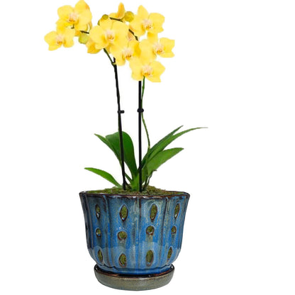 Grdthzey 6 inch Round Ceramic Orchid Pot with Holes Orchid Planter (Dark Blue)