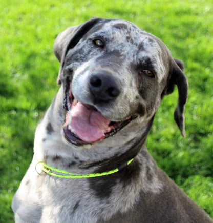 National Leash Mountain Rope Dog ID Collar- Maui - Medium (14"-20") Ultra Lite
