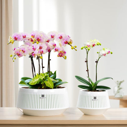 Meshpot 5 inch Orchid Pots with Holes for Repotting,Set of 1,Decorative African Violet Pots with Air-Pruning and Good Air Circulation,Plastic White Orchid Planter with Saucers