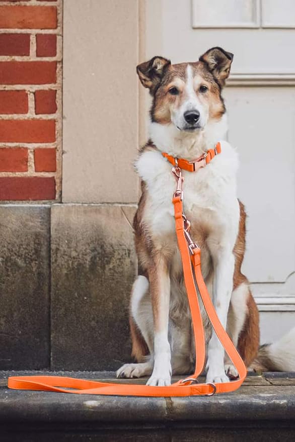 Soft Leather Dog Collar and Leash (6.6') Set - Stylish Rose Gold Heavy Duty Metal Buckle, 4 Adjustable Lengths Leash for Small Medium Large Dogs - Comfortable & Easy to Clean Orange XS(8"-12")