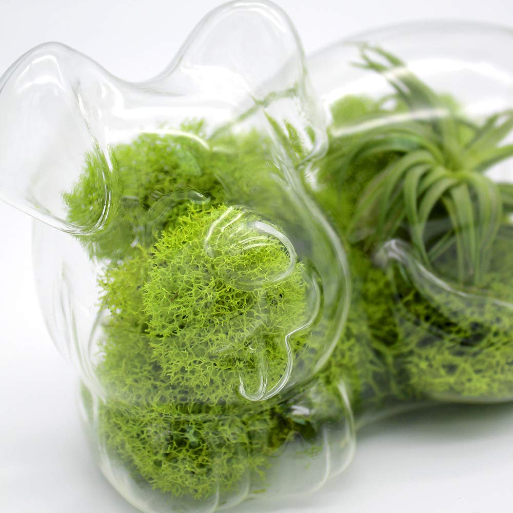 5.75" Puppy Dog Shaped Glass Terrarium Kit with Live Tillandsia Air Plant and Bright Colored Reindeer Moss (Light Green)
