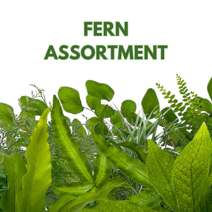 BubbleBlooms Fern Variety Assortment, 6 Different Ferns in 2 inch pots Tiny Mini Pixie Plants