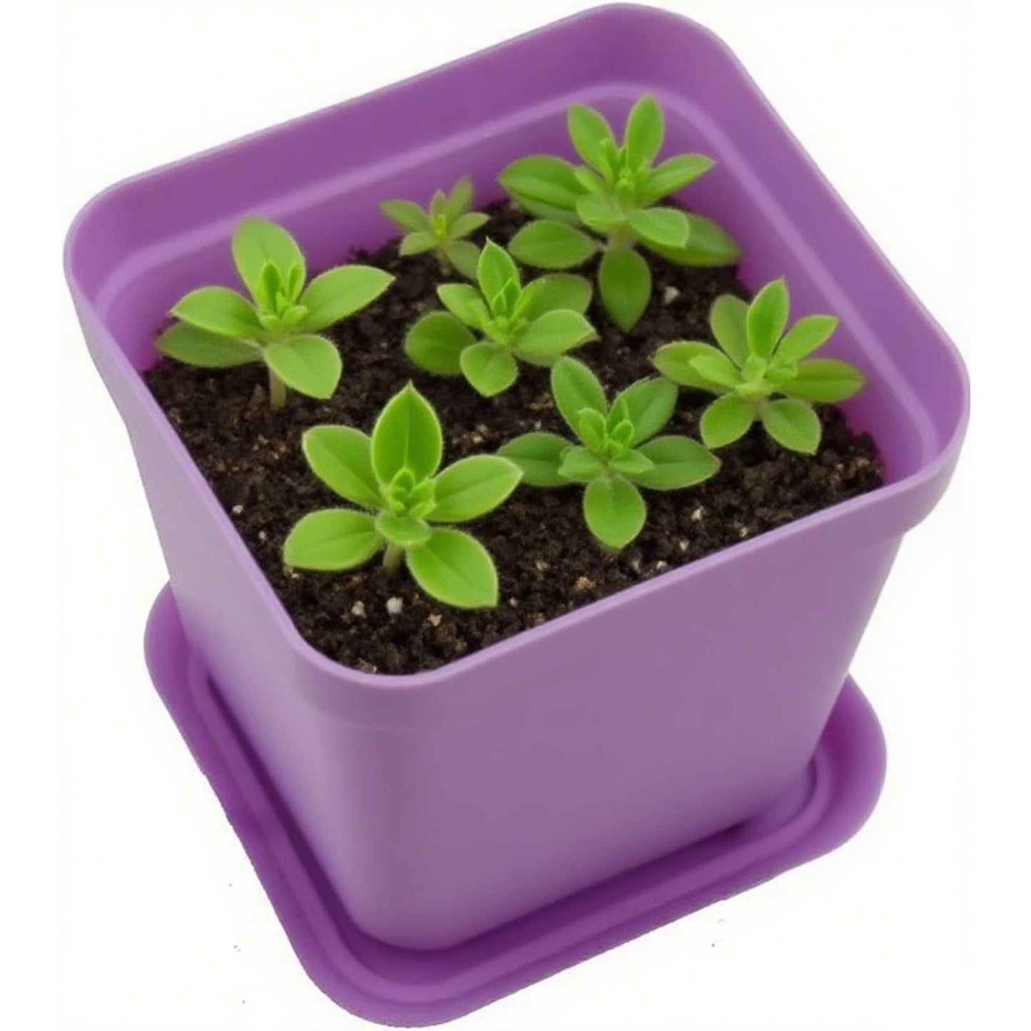 HOIGON 100 Pack 3 Inch Purple Square Nursery Pot, Durable Thickened Plastic Nursery Pots with Drain Holes, Small Square Planting Containers for Flower Tomatoes Basil