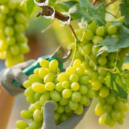 Mqacpu Secured Plastic Plant Clip, Plant Clips for Climbing Plants Clear for Tomato Grape, Plant Fixing Clips,Garden Clips for Climbing Plants,Grape and Vine Vegetables (100, Green)