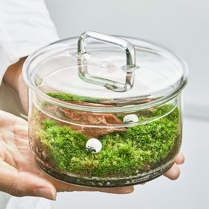 Baluue Creative Jar with Lid Glass Plant Terrarium with Lid Round Fish Bowl Air Planter Bulb Succulent Pot Vase Micro Landscape Bottle for Tabletop Decoration Bud Vases