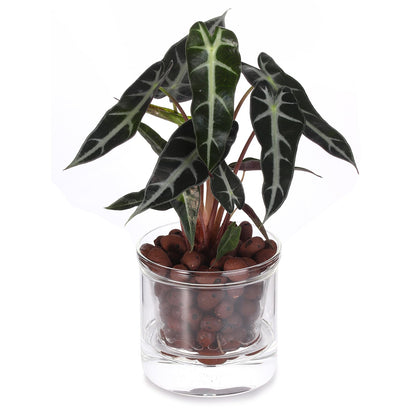 LAZUSAM 4 Inch Self Watering Pot,African Violet Pot,Bottom Watering Glass Planter for Indoor Plants and Progagation