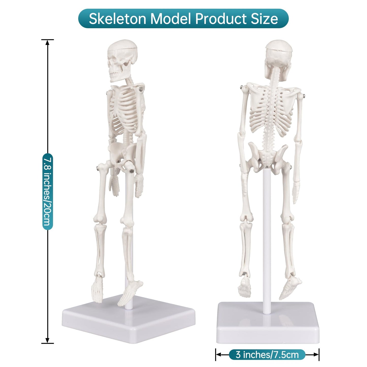 Mini Skeleton Model, 7.8" Small Anatomy Skeleton Figure, Movable Arms and Legs, Human Body Model with Base, Human Bones for Teaching Tool, Decoration