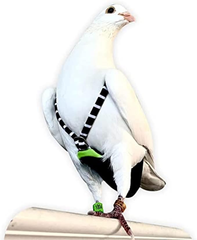 FLYPER Adjustable Mini Bird Diaper | Reusable, Washable Cloth | Comfort Fit for Parrots, Cockatiels, and Other Small Birds | Fashionable Avian Accessories Size 7