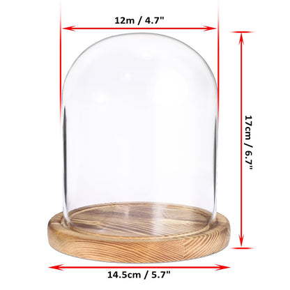 JUXYES Glass Display Dome Cloche with Solid Wood Base, Clear Dome Bell Terrarium Jar Glass Cloche Bell Jar Display for Plants, Collectibles and Figurines