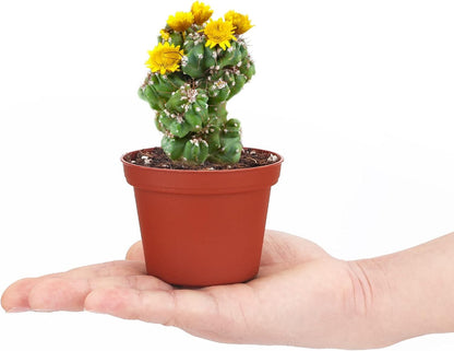 serazat 50 Pack Mini Brown Plastic Plant Pots – 2.16 x 1.97 Inch Nursery Pots for Small Plants, Succulents, Flowers – Ideal for Home & Office Decor