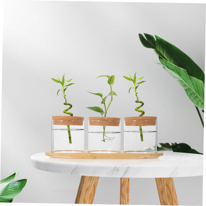 Sosoport Glass Plant Vase for Terrarium Air Plant Holders Houseplants Hydroponics Planting Vase