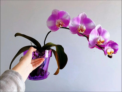 RISEON 3 Pack Clear Acrylic Plastic Orchid Pots with Holes and Saucers,Thick Acrylic Planter Pot, Orchid Dendrobium Oncidium Cattleya Repotting Pot Indoor Outdoor (Violet)