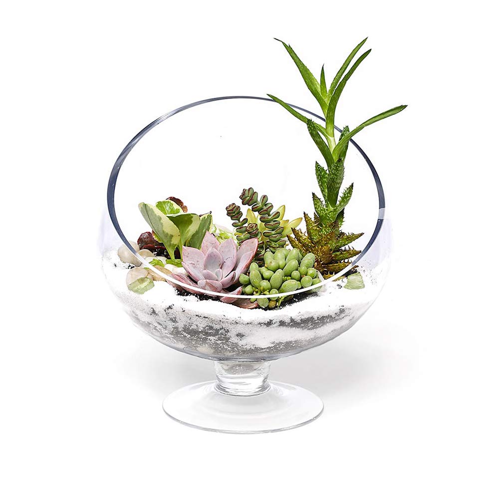 WGV Slant Cut Bowl Glass Vase with Stand, Width 8.25", Height 8.75", Clear Planter Terrarium, Candy Dish, Fruit Jar for Wedding Party Event, Home Office Decor, 1 Piece