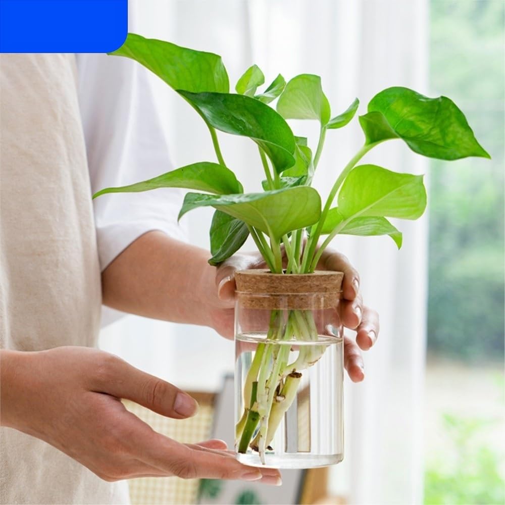 Transparent Hydroponic Flower Pot Creative Mini Terrarium Glass Vase Soilless Green Plant Potted Home Decoration for Table Centerpiece Wedding Home Decor(8.5 * 12cm)