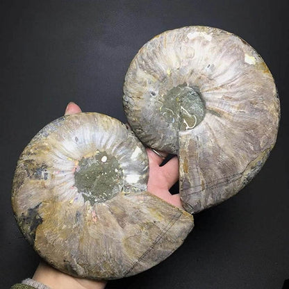 RALDMOV Natural Beautiful Ammonite Fossil Conch Specimen Collectibles Home Decor Gifts Ornament (6-7in)