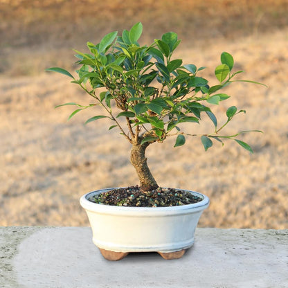 Brussel's Bonsai - Live Golden Gate Ficus Bonsai Tree in Ceramic Bonsai Pot, Indoor Bonsai Plant, 4 Years Old, 5-8 Inches Tall, Easy Care Houseplant for Home or Office (Small, Green)