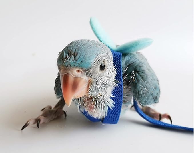Pet Parrot Bird Harness Leash Adjustable Bird Flying Harness Traction Rope with Cute for Parrots Budgerigar Lovebird Cockatiel Mynah Outdoor Training Toy (Cockatiel/Green-cheeked Conure,Blue)