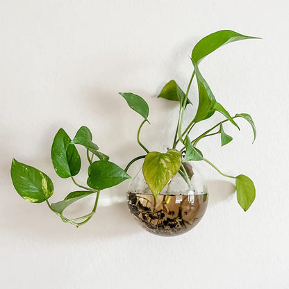 Yarlung 6 Pack Wall Hanging Planters Terrarium, 4.7 Inch Glass Oblate Globe Plants Containers, Wall Mount Clear Flower Vase for Propagating Hydroponics Plants, Air Plants (Plants Not Included)