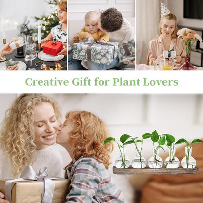 Beranosoer Propagation Station Glass Vases Decoration: 5 Plants Terrarium with White Washed Wooden Tray for Living Room