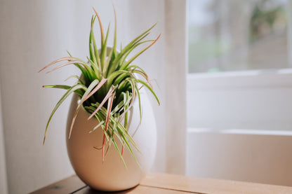 White Ceramic Wall Planter Assorted Air Plants - Live Tillandsia in Holder Succulents Vase - Home & Garden Decor - Easy Care (3 Small Planters with 3 Air Plants)