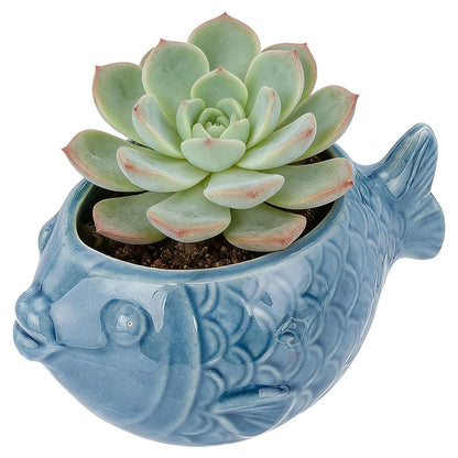 SUNNYCLUE Ceramic Succulent Pot Fish Ceramic Pot with Drainage Hole Ocean Series Summer Sea Hawaii Blue Flower Vase Bonsai Cactus Planters for Indoor Outdoor Plants Office Home Garden Decorations