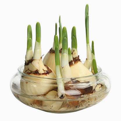 Flower Glass Vase, Bowl Terrarium Succulent Planter, Air Plant Hydroponic Display, Floating Candles Decorative Centerpiece Floral Container for Home or Wedding, Clear