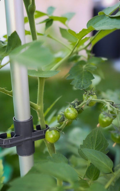 BUZZY Seeds Self-Watering Vertical Tomato Planter with Trellis – 1.2 Gal Reservoir, Large Capacity Planter for Tomatoes & Climbing Plants (Blue)