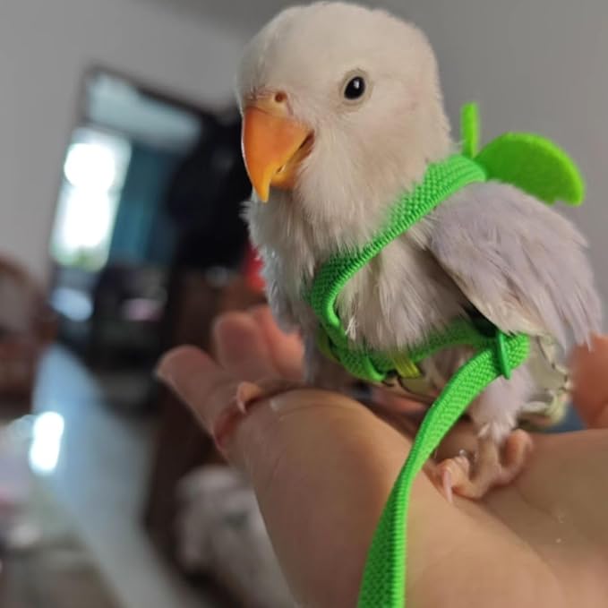 Adjustable Bird Diaper Harness Flight Suit Clothes with 80 Inch Flying Leash Rope for Parrots Conure Cockatiel (Green,S)