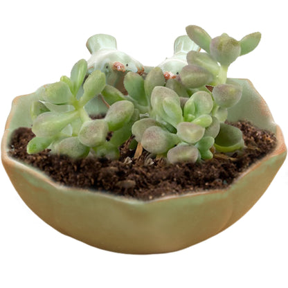 CurcKua Suculentas Pot with 2 Adorable Birds Planter DIY Flower Planting Garden Pots Ceramic Round Hollow Planter for Home Indoor Outdoor Garden Decor Pots