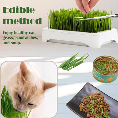 YjiaYjiaY 2-Pack Cat Grass Planter (No Seeds Included), Tri-Section Design, Anti-Pull Out Cat Grass Seed Starter Tray, Sprouts Growing Kit, Microgreens Growing Trays
