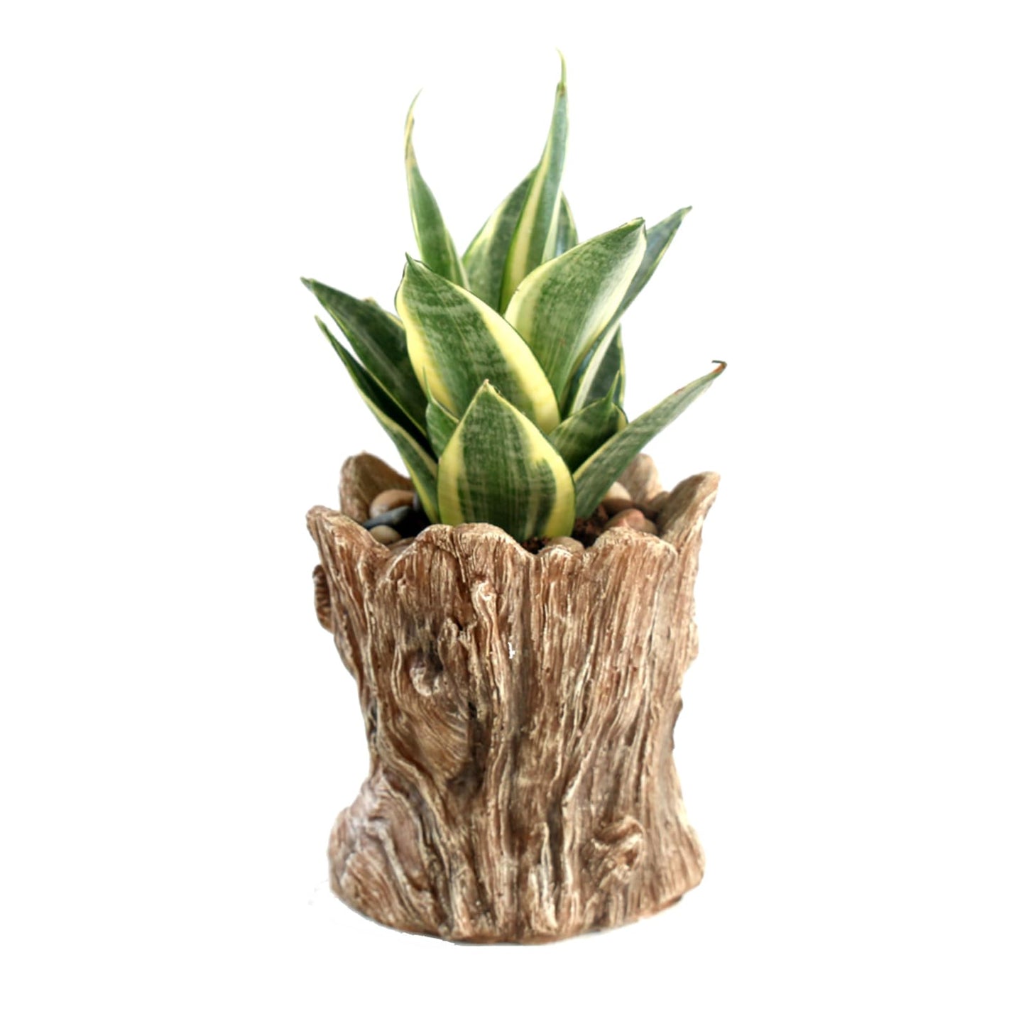 Youfui Funny Planter Head Face Plant Pot with Drainage Hole Resin Succulent Plant Holder Pencil Holder Desk Organizer Office Garden Gift (Smile Face)