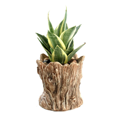 Youfui Funny Planter Head Face Plant Pot with Drainage Hole Resin Succulent Plant Holder Pencil Holder Desk Organizer Office Garden Gift (Smile Face)