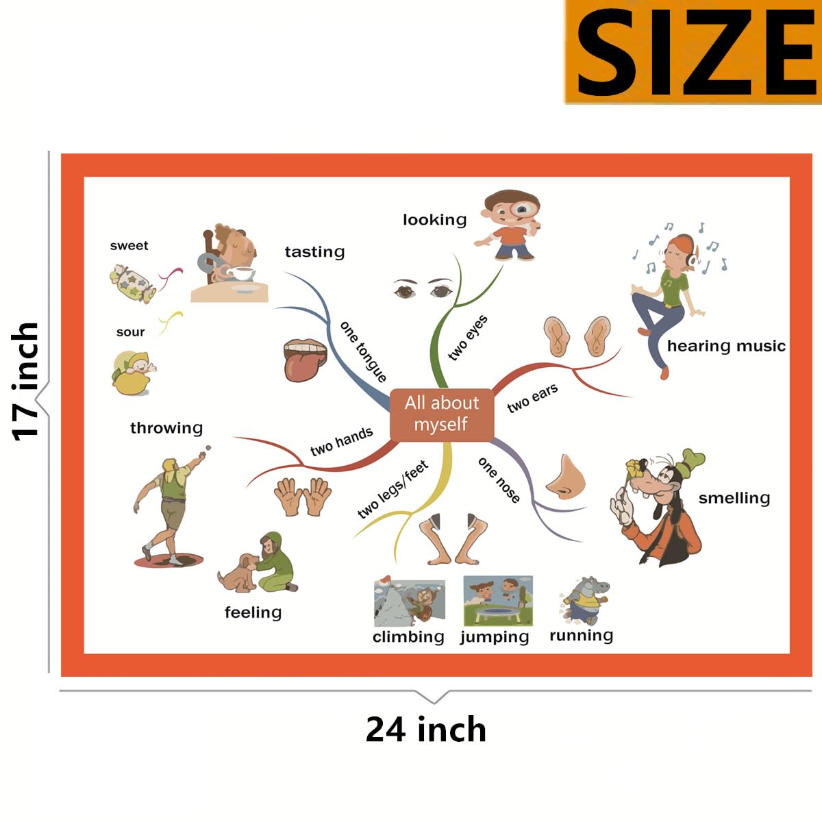 All about myself body Mind Mapping| Educational Posters for Toddlers and Kids | English Teaching Aid Tool| Handy Wall English Charts Reference for Students| Great for School Classroom Décor(17x24in)