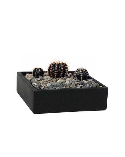 WGVI Black Square Ceramic Vase, Width 10", Height 4", Elegant Morden Short Square Pan Floral Succulent Planter Terrarium Pot Container Tabletop for Accent Home Decor 1 Piece