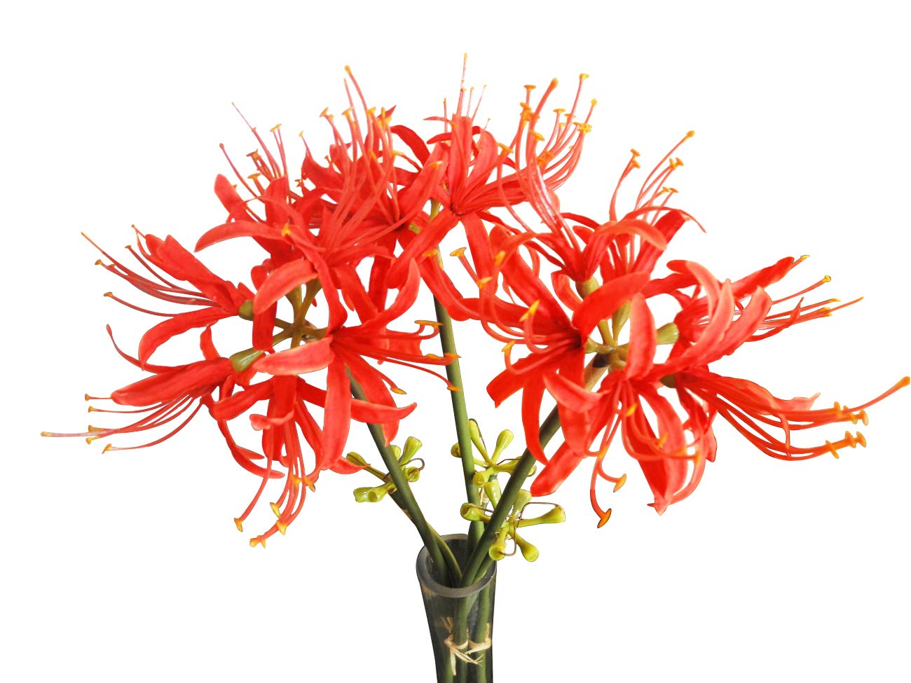 Calcifer 3 Stems Red Spider Lilies Artificial Flowers Lycoris Bulbs (Red)