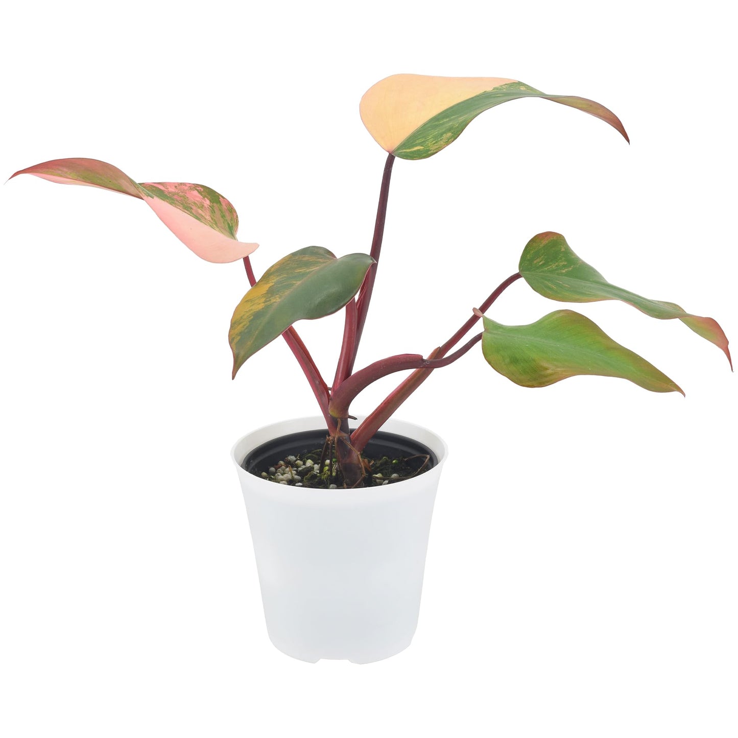 Live Strawberry Shake Philodendron Rare Variegated Indoor Houseplant in Plastic Pot, Tropical Plant Collector Gift for Home and Garden Decor, 4-inch, White *Cannot Ship to California, Hawaii*