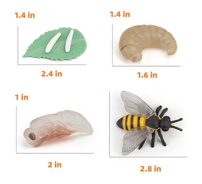 MIKNEKE Montessori Bee Life Cycle with Flash Cards, Realistic Animal Figurines Toy, Animal Educational Matching Game for 3+ Year Old Toddlers Kids (Bee)