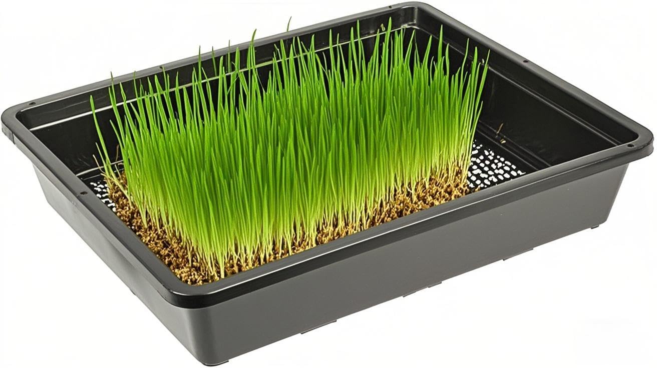 SINJEUN 15 Pack Mesh Bottom Seed Starter Trays, 15 x12 Inch Plastic Plant Tray Mesh Plant Germination Trays for Microgreens, Black