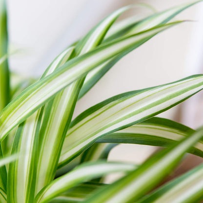 Perfect Plants Spider Plant in 8in. Hanging Basket | Live Houseplant for Indoor Growing | Easy to Care for & Keep Alive | Beautiful Green & White Variegated Leaves