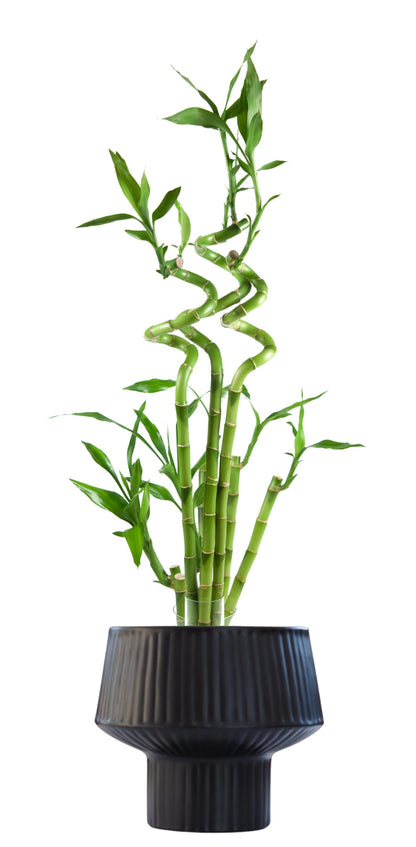 Wide Top Modern Handmade Metal Indoor Planter with Unique Shape, Vertical Grooved Design and Anti-Scratch Pads, Rust-Resistant Finish that is Sustainable Non-Plastic Pot Recyclable Metal Vase (Black)